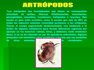 ARTRÓPODOS *Los artrópodos son invertebrados que tienen un exoesqueleto articulado de quitina. Abarcan trilobitomorfos, merostomas, picnogónidos, arácnidos, crustáceos, miriápodos e insectos. Han tenido un gran éxito evolutivo, como lo prueba que más de 80% de todas las especies animales conocidad pertenece a los artópodos. Tienen el cuerpo segmentado (metamerizado). con tendencia a la fusión de algunos metámeros para formar diferentes regiones; por ejemplo en los insectos: cabeza, tórax, y abdomen. Cada metámero tiene, si no se ha reducido un par de apéndices articulados. Algunos artópodos son terrestres, otros acuáticos, y los hay que son parásitos de otros animales, principalmente de vertebrados.  
