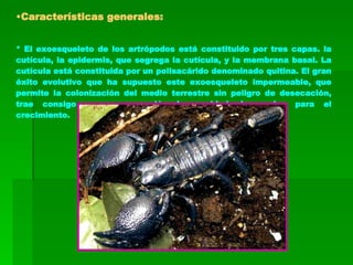 Características generales: * El exoesqueleto de los artrópodos está constituido por tres capas. la cutícula, la epidermis, que segrega la cutícula, y la membrana basal. La cutícula está constituida por un polisacárido denominado quitina. El gran éxito evolutivo que ha supuesto este exoesqueleto impermeable, que permite la colonización del medio terrestre sin peligro de desecación, trae consigo en compensación lanecesidad de mudas para el crecimiento.  