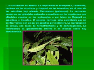 * La circulación es abierta. La respiración es branquial o, raramente, cutánea en los acuáticos y traqueal en los terrestres; en el caso de los arácnidos hay además filotráqueas (pulmones). La excreción puede ser por glándulas antenales o maxilares en los cruatáceos, por glándulas coxales en los miriapodos, o por tubos de Malpighi en arácnidos e insectos. El sistema nervioso está constituido por un cordón ventral con un par de ganglios por metámero. La reproducción es sexual, con casos de hermafroditismo y de partenogénesis. La fecundación es generalmente interna y en muchos casos hay metamorfosis. 