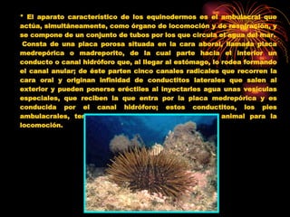 * El aparato característico de los equinodermos es el ambulacral que actúa, simultáneamente, como órgano de locomoción y de respiración, y se compone de un conjunto de tubos por los que circula el agua del mar.   Consta de una placa porosa situada en la cara aboral, llamada placa medrepórica o madreporito, de la cual parte hacia el interior un conducto o canal hidróforo que, al llegar al estómago, lo rodea formando el canal anular; de éste parten cinco canales radicales que recorren la cara oral y originan infinidad de conductitos laterales que salen al exterior y pueden ponerse eréctiles al inyectarles agua unas vesículas especiales, que reciben la que entra por la placa medrepórica y es conducida por el canal hidróforo; estos conductitos, los pies ambulacrales, terminan en una ventosa y sirven al animal para la locomoción.   