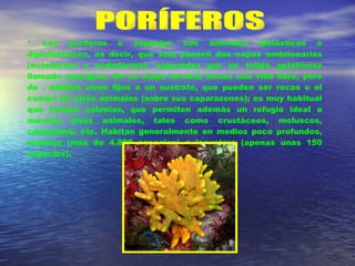 PORÍFEROS * Los poríferos o esponjas son animales diblásticos o diploblásticos, es decir, que sólo poseen dos capas embrionarias (ectodermo y endodermo), separadas por un tejido gelatinoso llamado mesoglea. En su etapa larvaria hacen una vida libre, pero de . adultos viven fijos a un sustrato, que pueden ser rocas o el cuerpo de otros animales (sobre sus caparazones); es muy habitual que formen colonias, que permiten además un refugio ideal a muchos otros animales, tales como crustáceos, moluscos, copépodos, etc. Habitan generalmente en medios poco profundos, marinos (más de 4.800 especies) o lacustres (apenas unas 150 especies). 