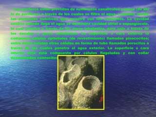 * Las poríferos están provistos de numerosos canalículos y poros (de ahí lo de poríferos) a través de los cuales se filtra el agua, y pueden recibir las partículas nutritivas que arrastra con las corrientes. La cavidad central adonde llega el agua se denomina cavidad atrial o espongiocele, la cual penetra a través de los poros inhalantes, para salir a través de los ósculos o poros exhalantes. La superficie o cara externa la componen células epiteliales (de revestimiento) llamadas pinacocitos; entre éstas existen otras células en forma de tubo llamadas porocitos a través de las cuales penetra el agua exterior. La superficie o cara interna está está compuesta por células flageladas y con collar denominadas coanocitos.  