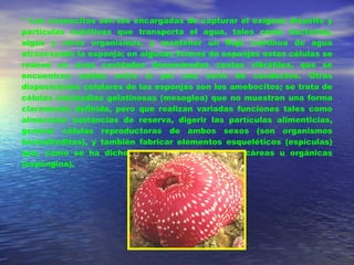 * Los coanocitos son los encargadas de capturar el oxígeno disuelto y partículas nutritivas que transporta el agua, tales como bacterias, algas y otros organismos, y mantener un flujo continua de agua atravesando la esponja; en algunas formas de esponjas estas células se reúnen en unas cavidades denominadas cestas vibrátiles, que se encuentran unidas entre sí por una serie de conductos. Otras disposiciones celulares de las esponjas son los amebocitos; se trata de células inermedias gelatinosas (mesoglea) que no muestran una forma claramente definida, pero que realizan variadas funciones tales como almacenar sustancias de reserva, digerir las partículas alimenticias, generar células reproductoras de ambos sexos (son organismos hermafroditas), y también fabricar elementos esqueléticos (espículas) que, como se ha dicho, pueden ser silíceas, calcáreas u orgánicas (espongina).  