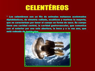 CELENTÉREOS * Los celentéreos son un filo de animales metazoos acelomados diploblásticos, de simetría radiada, acuáticos y marinos la mayoría, que se caracterizan por tener el cuerpo en forma de saco. Su cuerpo tiene una cavidad central, la cavidad gastrovascular, que comunica con el exterior por una sola abertura, la boca y a la vez ano, que está rodeada de tentáculos.   