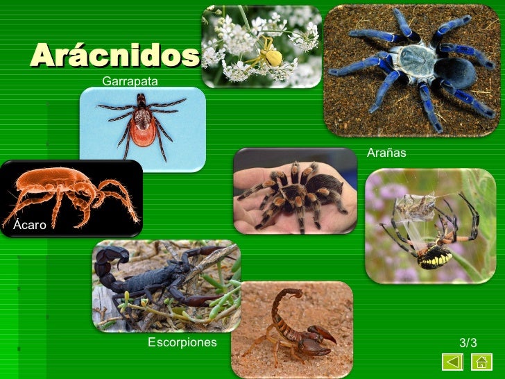 Animales Invertebrados