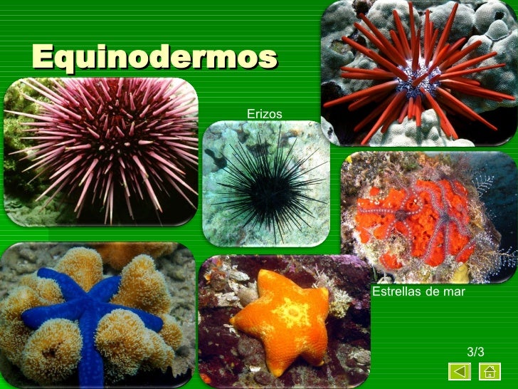 Resultado de imagen para clases de invertebrados interactivos para niños