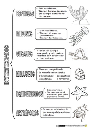 Animales invertebrados-clasificación-2