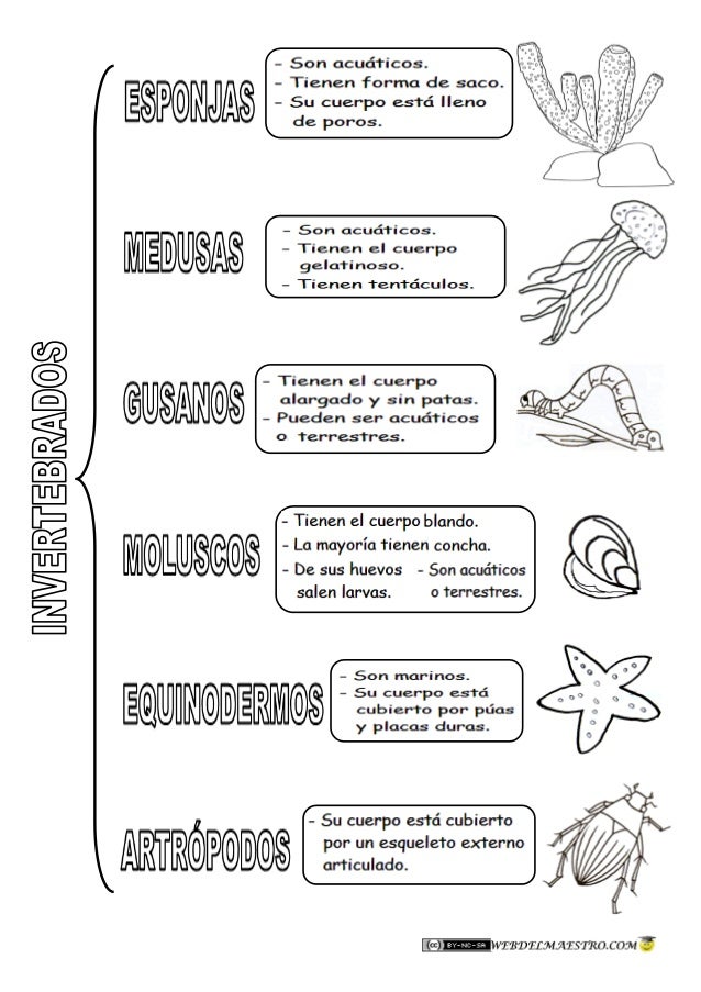 Animales invertebrados-clasificación-2