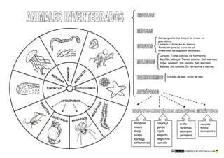 Animales invertebrados-clasificación-4