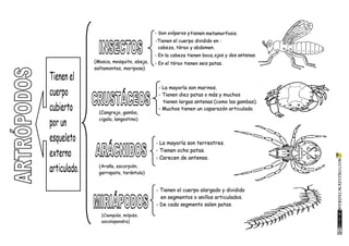 Animales invertebrados-clasificación-artrópodos