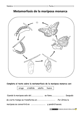Nombre Fecha 
Metamorfosis de la mariposa monarca 
Completa el texto sobre la metamorfosis de la mariposa monarca con: 
oruga crisálida adulta huevo 
Cuando la mariposa sale del se llama . Después 
de cierto tiempo se transforma en . Por último la 
mariposa se convertirá en y pondrá huevos. 

