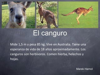 El canguro
Mide 1,5 m y pesa 85 kg. Vive en Australia. Tiene una
esperanza de vida de 18 años aproximadamente. Los
canguros son herbívoros. Comen hierba, helechos y
hojas.
Marek Harnol
 