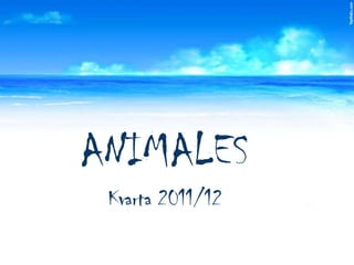 ANIMALES
 Kvarta 2011/12
 