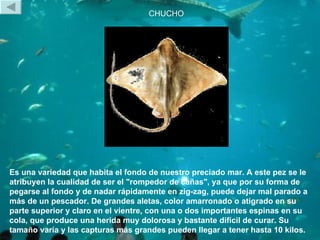 CHUCHO Es una variedad que habita el fondo de nuestro preciado mar. A este pez se le atribuyen la cualidad de ser el &quot...