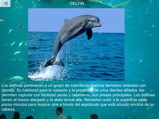 DELFIN Los delfines pertenecen a un grupo de mamíferos marinos llamados cetáceos con dientes. Su habilidad para la natació...
