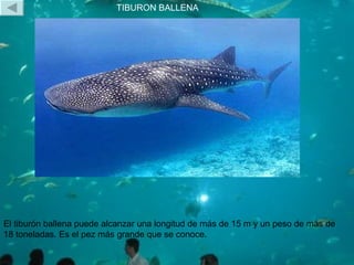 TIBURON BALLENA El tiburón ballena puede alcanzar una longitud de más de 15 m y un peso de más de 18 toneladas. Es el pez ...