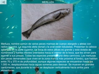 MERLUZA Merluza, nombre común de varios peces marinos de cuerpo alargado y aletas con radios blandos. La segunda aleta dor...