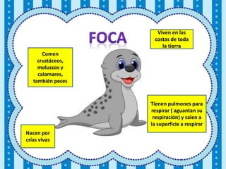 Viven en las
costas de toda
la tierra
Nacen por
crías vivas
Comen
crustáceos,
moluscos y
calamares,
también peces
Tienen pulmones para
respirar ( aguantan su
respiración) y salen a
la superficie a respirar
 