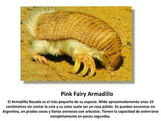 Pink Fairy Armadillo El Armadillo Rosado es el más pequeño de su especie. Mide aproximadamente unos 10 centímetros sin contar la cola y su color suele ser un rosa pálido. Se pueden encontrar en Argentina, en prados secos y llanos arenosos con arbustos. Tienen la capacidad de enterrarse completamente en pocos segundos. 