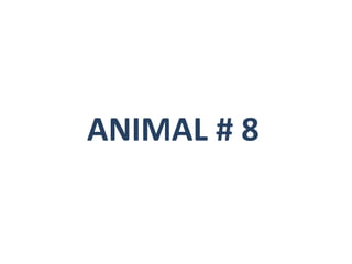 ANIMAL # 8 