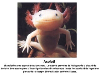 Axolotl El Axolotl es una especie de salamandra. La especie proviene de los lagos de la ciudad de México. Son usados para la investigación científica dado que tienen la capacidad de regenerar partes de su cuerpo. Son utilizados como mascotas. 