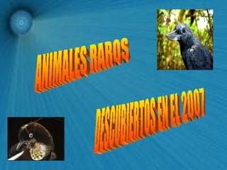 ANIMALES RAROS DESCUBIERTOS EN EL 2007 