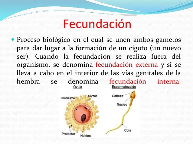 Animales segúnsureproducción