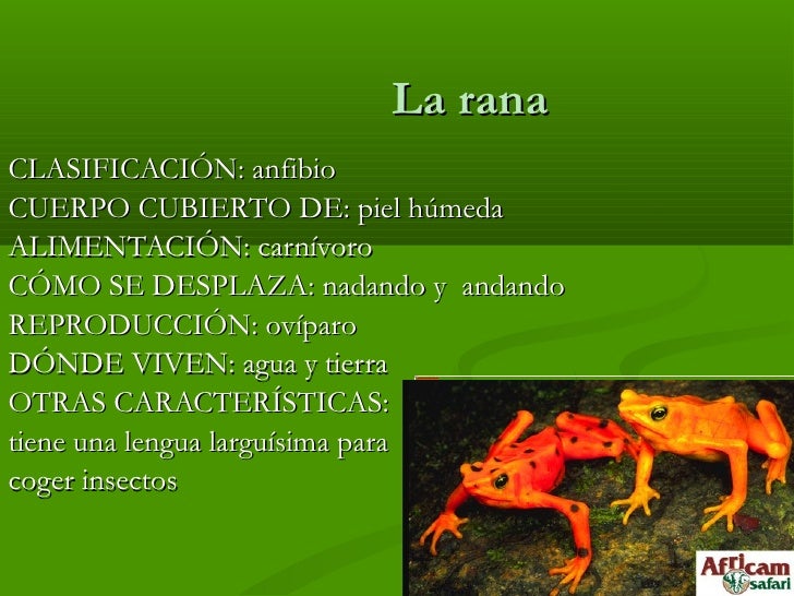 Trabajadores - Animales