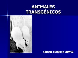ANIMALES TRANSGÉNICOS ABIGAIL CORDOVA CHAVEZ 
