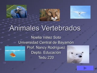 Animales Vertebrados
         Noelia Vélez Soto
  Universidad Central de Bayamón
       Prof. Nancy Rodríguez
         Depto. Educación
              Tedu 220
 