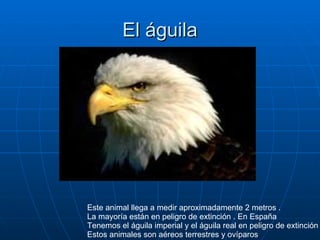 El águila Este animal llega a medir aproximadamente 2 metros . La mayoría están en peligro de extinción . En España  Tenem...