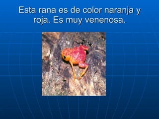Esta rana es de color naranja y roja. Es muy venenosa. 