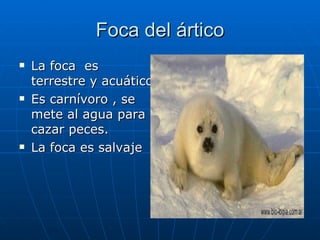 Foca del ártico <ul><li>La foca  es terrestre y acuático  </li></ul><ul><li>Es carnívoro , se mete al agua para cazar pece...