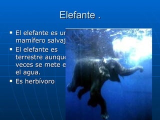 Elefante . <ul><li>El elefante es un  mamífero salvaje. </li></ul><ul><li>El elefante es terrestre aunque a veces se mete ...