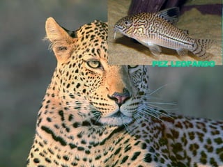 PEZ LEOPARDO