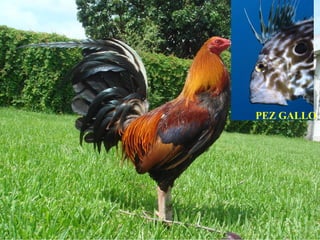 PEZ GALLO