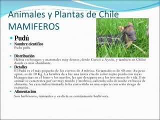Animales y Plantas de Chile MAMIFEROS Pudú Nombre científico Pudu pudu Distribución Habita en bosques y matorrales muy densos, desde Curicó a Aysén, y también en Chiloé donde es más abundante. Detalles El Pudú es el más pequeño de los ciervos de América. Su tamaño es de 40 cms .Su peso aprox. es de 10 Kg. La hembra da a luz una única cría de color rojizo pardo con rayas blanquecinas en el lomo y los muslos, las que desaparecen a los tres meses de vida. Este animal se caracteriza por ser muy tímido y medroso, saliendo sólo de noche en busca de alimento. Su caza indiscriminada lo ha convertido en una especie con serio riesgo de extinción. Alimentación . Son herbívoros, rumiantes y su dieta es comúnmente herbívora. k 