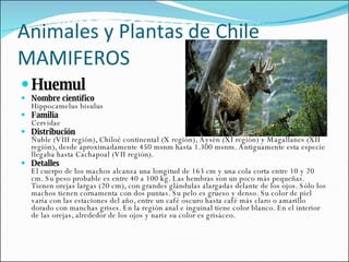 Animales y Plantas de Chile MAMIFEROS Huemul Nombre científico Hippocamelus bisulus Familia Cervidae Distribución Ñuble (VIII región), Chiloé continental (X región), Aysén (XI región) y Magallanes (XII región), desde aproximadamente 450 msnm hasta 1.300 msnm. Antiguamente esta especie llegaba hasta Cachapoal (VII región). Detalles El cuerpo de los machos alcanza una longitud de 163 cm y una cola corta entre 10 y 20 cm. Su peso probable es entre 40 a 100 kg. Las hembras son un poco más pequeñas. Tienen orejas largas (20 cm), con grandes glándulas alargadas delante de los ojos. Sólo los machos tienen cornamenta con dos puntas. Su pelo es grueso y denso. Su color de piel varía con las estaciones del año, entre un café oscuro hasta café más claro o amarillo dorado con manchas grises. En la región anal e inguinal tiene color blanco. En el interior de las orejas, alrededor de los ojos y nariz su color es grisáceo. 
