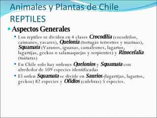 Aspectos   Generales Los reptiles se dividen en 4 clases  Crocodilia  (cocodrilos, caimanes, yacares),  Quelonia  (tortugas terrestres y marinas),  Squamata  (Varanos, iguanas, camaleones, lagartos, lagartijas, geckos o salamaquejas y serpientes) y  Rinocefalia  (tuátaras) En Chile solo hay ordenes  Quelonios  y  Squamata  con alrededor de 109 especies identificadas El orden  Squamata  se divide en  Saurios  (lagartijas, lagartos, geckos) 82 especies y  Ofidios  (culebras) 5 especies.  Animales y Plantas de Chile REPTILES 