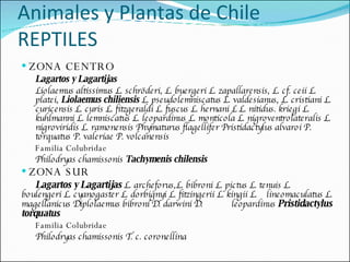 ZONA CENTRO Lagartos y Lagartijas Liolaemus altissimus L. schröderi, L. buergeri L. zapallarensis, L. cf. ceii L. platei,  Liolaemus chiliensis  L. pseudolemniscatus L. valdesianus, L. cristiani L. curicensis L. curis L. fitzgeraldi L. fuscus L. hernani L L. nitidus. kriegi L. kuhlmanni L. lemniscatus L. leopardinus L. monticola L. nigroventrolateralis L. nigroviridis L. ramonensis Phymaturus flagellifer Pristidactylus alvaroi P. torquatus P. valeriae P. volcanensis Familia Colubridae Philodryas chamissonis   Tachymenis chilensis ZONA SUR Lagartos y Lagartijas  L. archeforus,L. bibroni L. pictus L. tenuis L.  boulengeri L. cyanogaster L. dorbignyi L. fitzingerii L. kingii L.  lineomaculatus L. magellanicus Diplolaemus bibroni D. darwini D.  leopardinus  Pristidactylus torquatus Familia Colubridae Philodryas chamissonis T. c. coronellina Animales y Plantas de Chile REPTILES 
