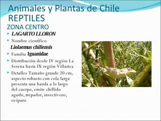 ZONA CENTRO LAGARTO LLORON Nombre científico  Liolaemus chiliensis Familia  Iguanidae   Distribución desde IV región La Serena hasta IX región Villarica Detalles Tamaño grande 20 cm, aspecto robusto con cola larga presenta una banda a lo largo del cuerpo, emite chillido agudo, trepador, insectívoro, ovíparo  Animales y Plantas de Chile REPTILES 