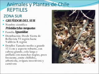 ZONA SUR GRUÑIDOR DEL SUR Nombre científico  Pristidactylus torquatus Familia  Iguanidae   Distribución: Desde Sierra de Bellavista VI región hasta Valdivia X región Detalles Tamaño medio a grande 12.5 cm y aspecto robusto, con cabeza grande, cola larga y anillada con manchas negras, poco frecuente, emite chillidos, arborícola, ovípara insectívora y carnívora  Animales y Plantas de Chile REPTILES 