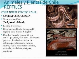 ZONA NORTE CENTRO Y SUR CULEBRA COLA CORTA Nombre científico  Tachymenis chilensis  Familia  Colubridae   Distribución: Desde Copiapó (III región) hasta Chiloé X región Detalles Tamaño grande 70 cm, cabeza pequeña, cola corta, color café grisáceo  banda de variedad de colores, poco frecuente cazador diurno, habita matorrales y cerros, terrícola y nadadora, vivípara, carnívora  Animales y Plantas de Chile REPTILES 