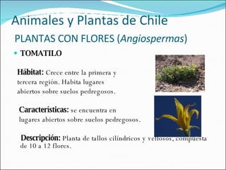 Animales y Plantas de Chile   PLANTAS CON FLORES ( Angiospermas )  TOMATILO   Hábitat:  Crece entre la primera y tercera región. Habita lugares  abiertos sobre suelos pedregosos.   Características:  se encuentra en  lugares abiertos sobre suelos pedregosos.   Descripción:  Planta de tallos cilíndricos y vellosos, compuesta de 10 a 12 flores. 