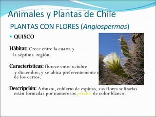 QUISCO   Hábitat:  Crece entre la cuarta y  la séptima  región.   Características:  florece entre octubre  y diciembre, y se ubica preferentemente en las laderas asoleadas de los cerros.   Descripción:  Arbusto, cubierto de espinas, sus flores solitarias están formadas por numerosos  pétalos  de color blanco. Animales y Plantas de Chile   PLANTAS CON FLORES ( Angiospermas )  