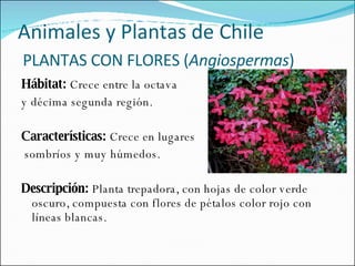 Hábitat:  Crece entre la octava  y décima segunda región.   Características:  Crece en lugares sombríos y muy húmedos.   Descripción:  Planta trepadora, con hojas de color verde oscuro, compuesta con flores de pétalos color rojo con líneas blancas. Animales y Plantas de Chile   PLANTAS CON FLORES ( Angiospermas )  