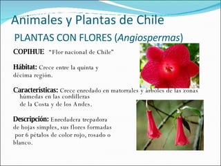 COPIHUE   “Flor nacional de Chile”   Hábitat:  Crece entre la quinta y  décima región.   Características:  Crece enredado en matorrales y árboles de las zonas húmedas en las cordilleras de la Costa y de los Andes.   Descripción:  Enredadera trepadora  de hojas simples, sus flores formadas por 6 pétalos de color rojo, rosado o  blanco. Animales y Plantas de Chile   PLANTAS CON FLORES ( Angiospermas )  