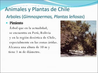 Pimiento   Árbol que en la actualidad,  se encuentra en Perú, Bolivia  y en la región desértica de Chile,  especialmente en las zonas áridas. Alcanza una altura de 10 m y  tiene 1 m de diámetro. Animales y Plantas de Chile   Arboles ( Gimnospermas, Plantas leñosas ) 