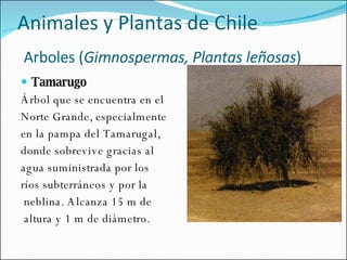 Animales y Plantas de Chile   Arboles ( Gimnospermas, Plantas leñosas ) Tamarugo  Árbol que se encuentra en el Norte Grande, especialmente en la pampa del Tamarugal, donde sobrevive gracias al agua suministrada por los  ríos subterráneos y por la neblina. Alcanza 15 m de altura y 1 m de diámetro.  