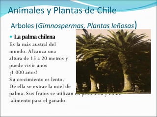 Animales y Plantas de Chile   Arboles ( Gimnospermas, Plantas leñosas ) La palma chilena Es la más austral del  mundo. Alcanza una  altura de 15 a 20 metros y  puede vivir unos  ¡1.000 años!  Su crecimiento es lento.  De ella se extrae la miel de  palma. Sus frutos se utilizan en pastelería y como alimento para el ganado. 